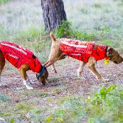 Gilet de protection pour chien PROTECT LIGHT