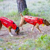 Gilet de protection pour chien CANIHUNT DEFENDER 2.0