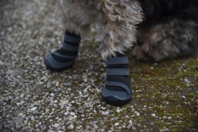 Chaussures pour chien Active gris/noir