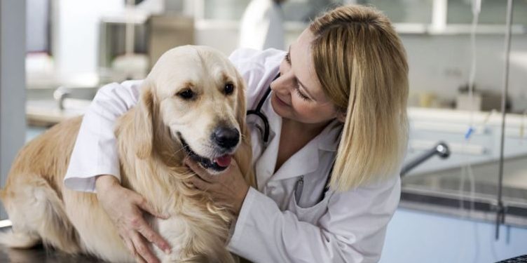Quels soins apporter à votre chien ou chat stérilisé