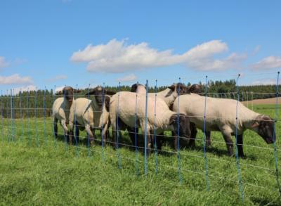 Filet chèvre TITAN NET PREMIUM PLUS 108cm 50m